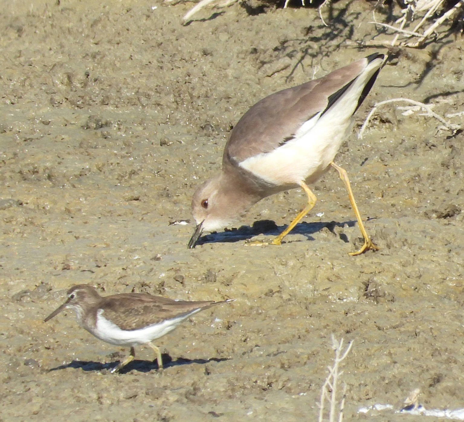 First sighting in the Iberian Peninsula - White-tailed lapwing